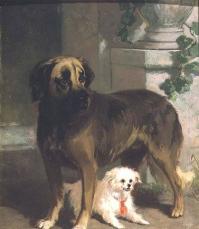 a mastiff and a bichon