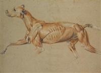 Sir edwin henry landseer ecorche drawing of a whippet